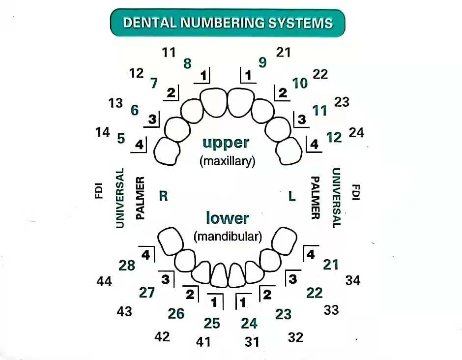 32 Pcs Dental Veneer Mold Set  - Teeth Whitening Moulds 评论和价格